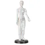Acupunctuurmodel van kunststof Acupunctuurmodel, man ca. 50 cm